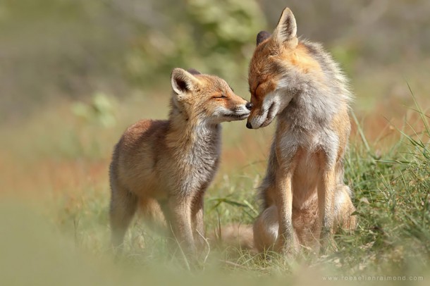 animal-family-portraits-9__880