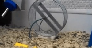 roue