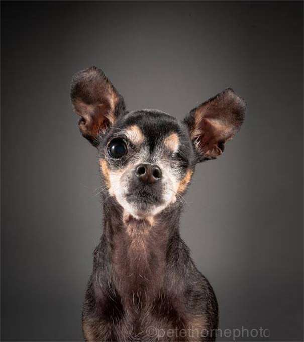 old-dog-portrait-photography-old-faithful-pete-thorne-1