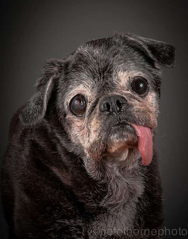 old-dog-portrait-photography-old-faithful-pete-thorne-10