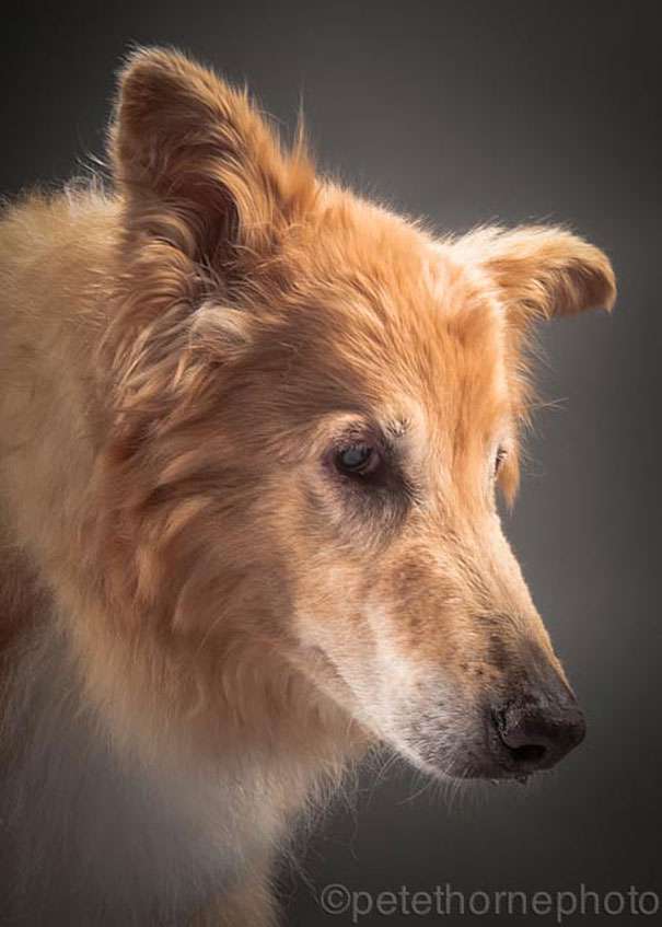 old-dog-portrait-photography-old-faithful-pete-thorne-12