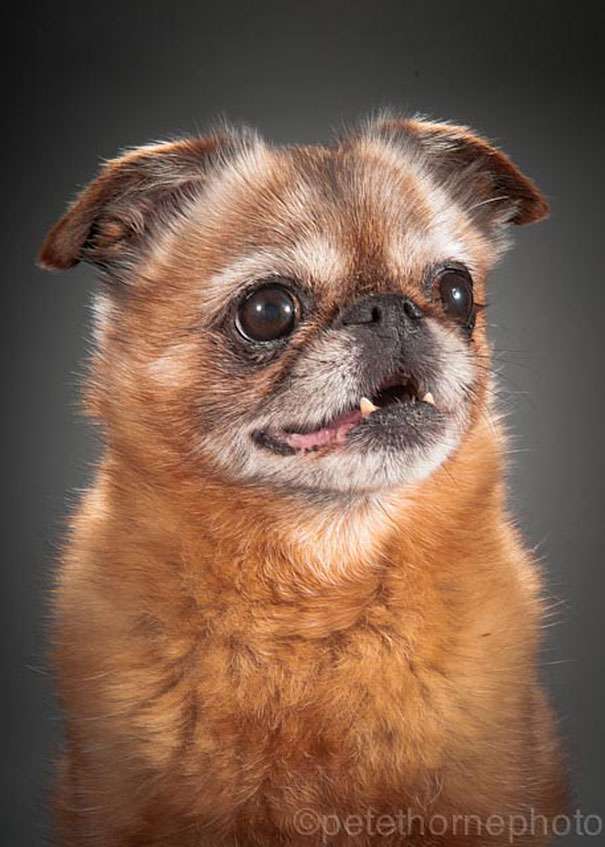 old-dog-portrait-photography-old-faithful-pete-thorne-4