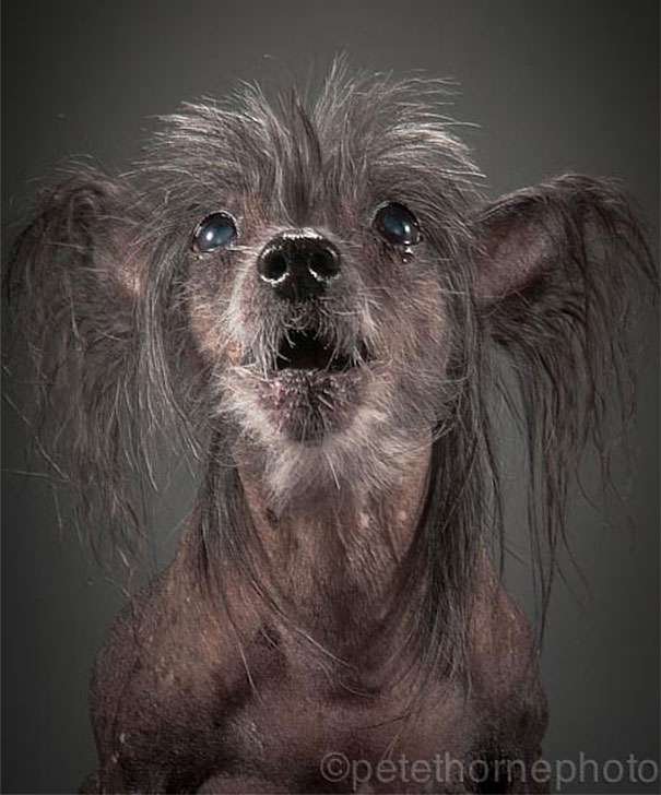 old-dog-portrait-photography-old-faithful-pete-thorne-5