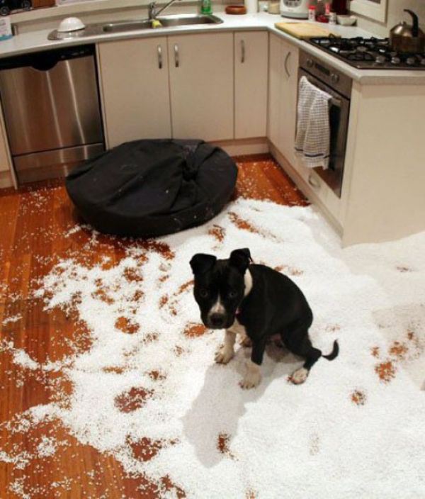 pet-messes-1