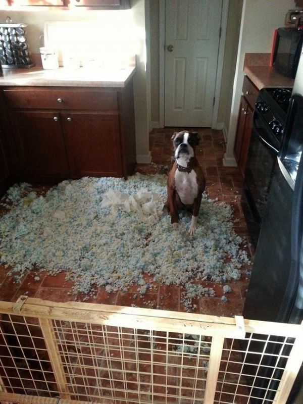 pet-messes-10