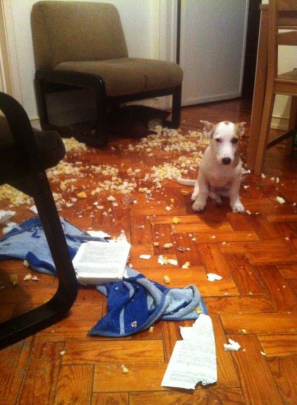 pet-messes-11