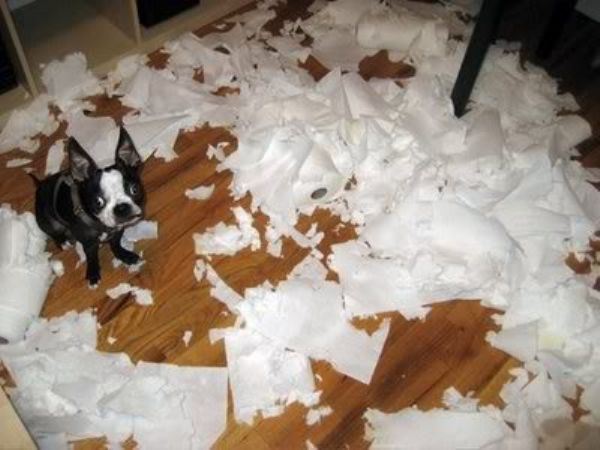 pet-messes-17