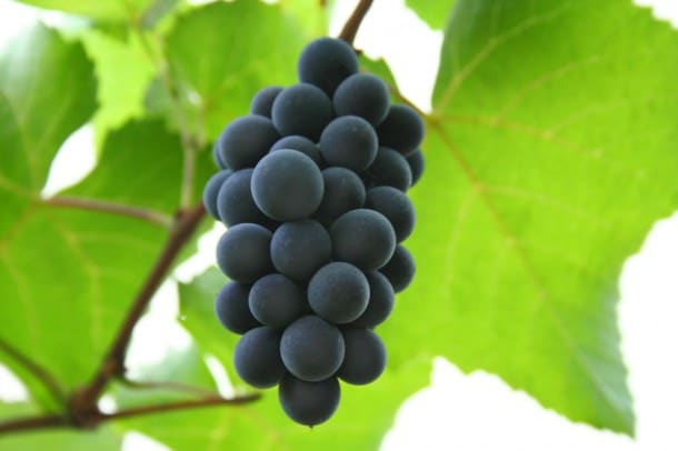 Health-Benefits-of-Grapes