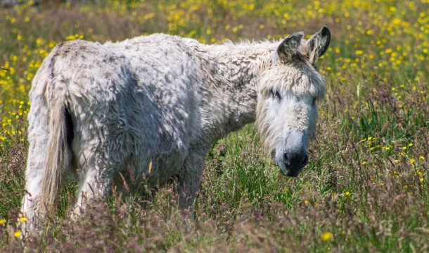 XX-Animals-That-Need-To-Get-A-Haircut-Real-Bad23__880