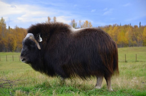 XX-Animals-That-Need-To-Get-A-Haircut-Real-Bad24__700