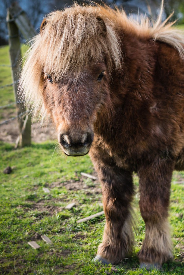 XX-Animals-That-Need-To-Get-A-Haircut-Real-Bad2__700