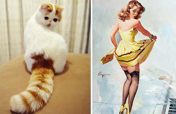 cat-looks-like-other-thing-lookalikes-celebrities-18__700