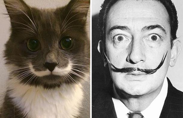 cat-looks-like-other-thing-lookalikes-celebrities-29__700