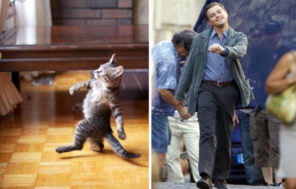cat-looks-like-other-thing-lookalikes-celebrities-2__700