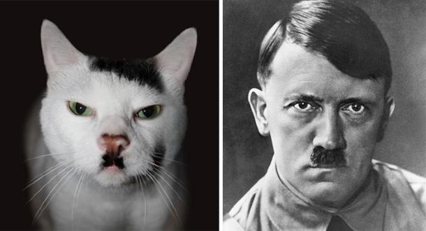 cat-looks-like-other-thing-lookalikes-celebrities-38__700