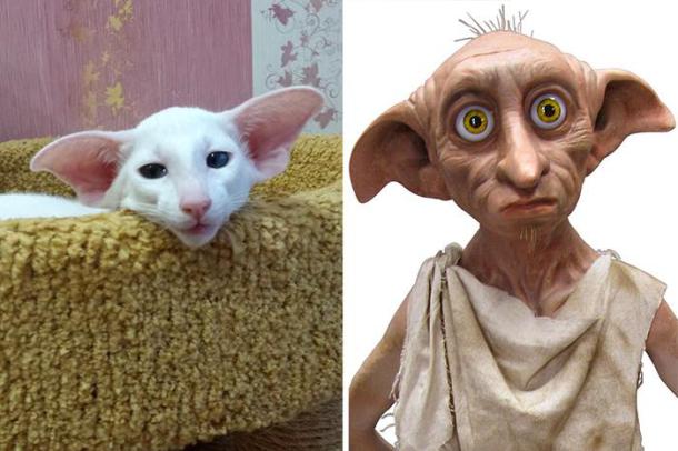 cat-looks-like-other-thing-lookalikes-celebrities-39__700