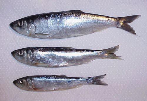 herring