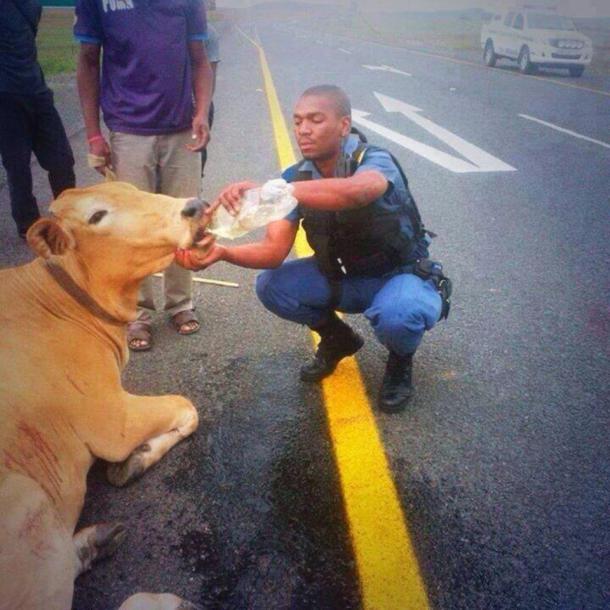 policier vache 2014