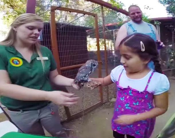 rescued-blind-owl-zeus-10