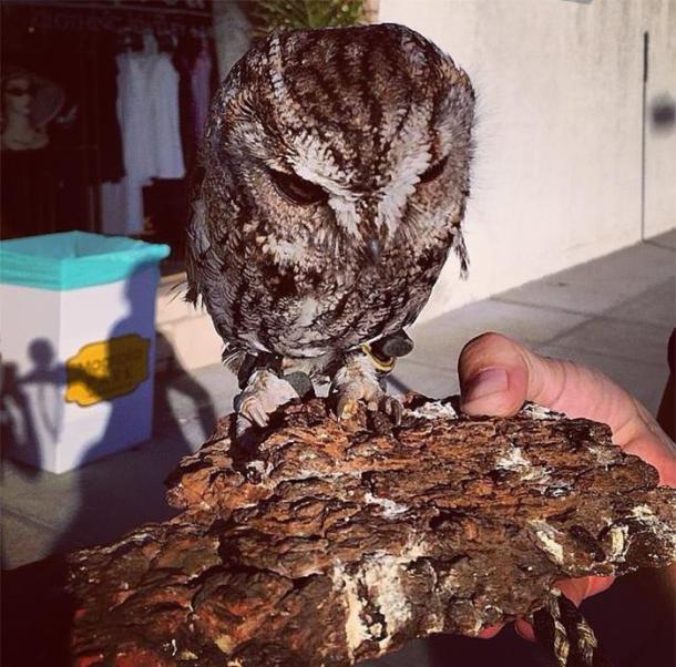 rescued-blind-owl-zeus-9