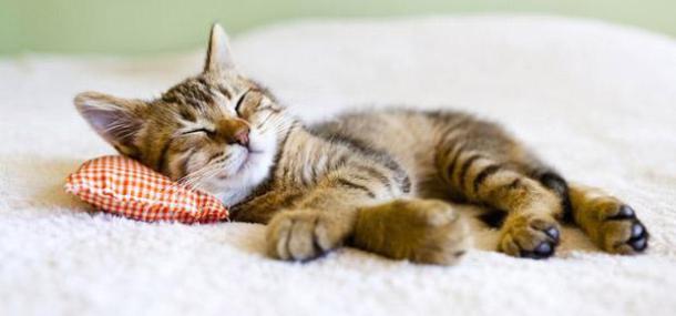 sieste-chat