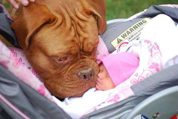 small-babies-children-big-dogs-33__880