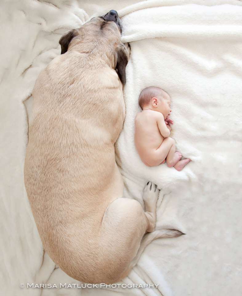 small-babies-children-big-dogs-4__880