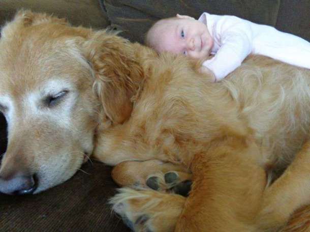 small-babies-children-big-dogs-62__880