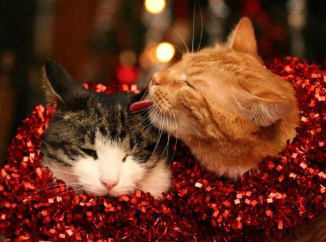 20 chats qui n'en peuvent plus d'attendre que Noël arrive