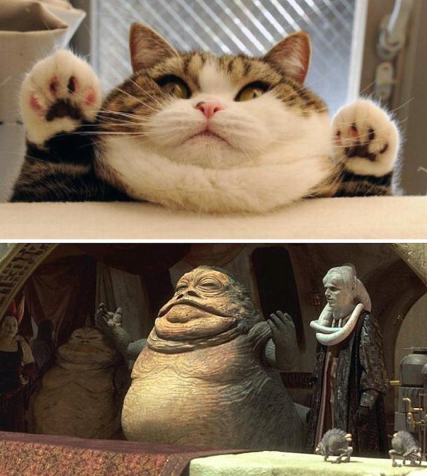 Un chat et Jabba le Hutt