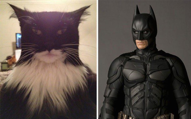 Un chat et Batman