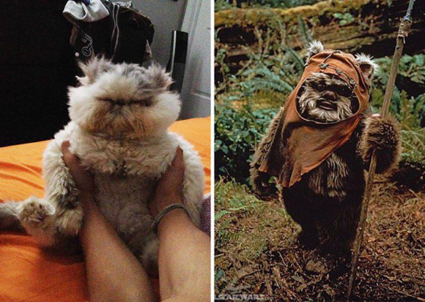 Un chat (décidément !) et un ewok