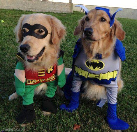 Batman-And-Robin-Dogs-L