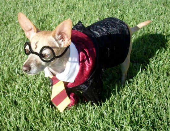 Harry-Potter-doggy-L