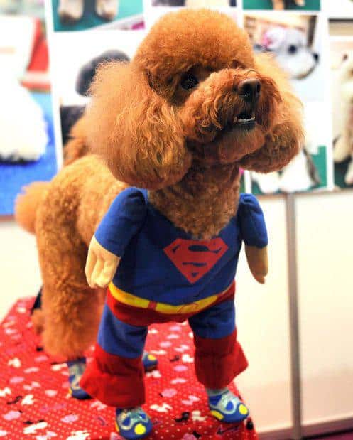 Mini-Superdog-L