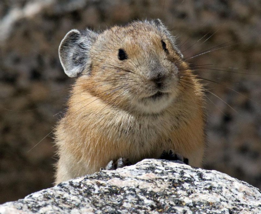 pika rodent