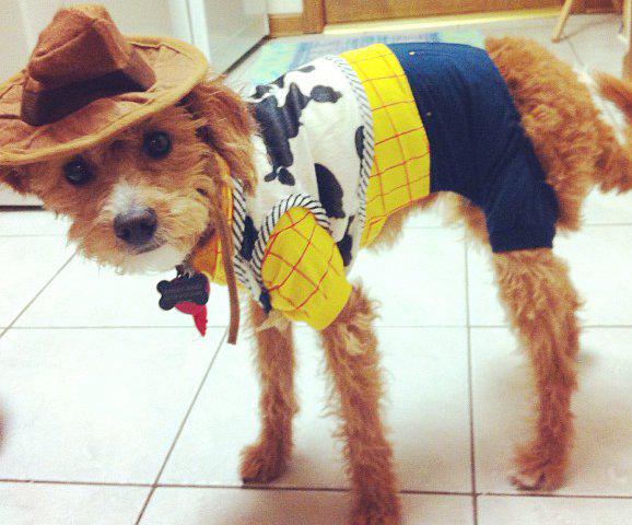 Woody-Dog-L