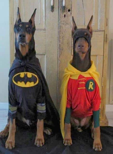 batman-robin-dogs-L