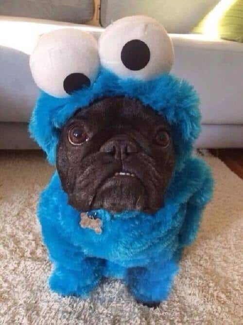 cookie-monster-pug-L