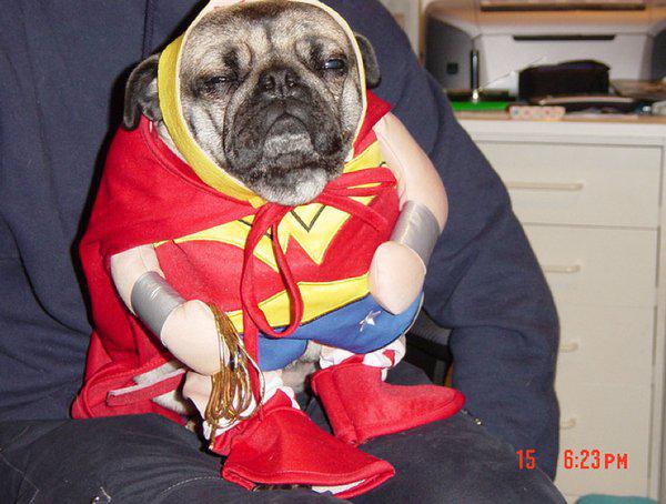 dog-wonder-woman-L