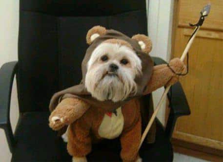 ewok-dog-L