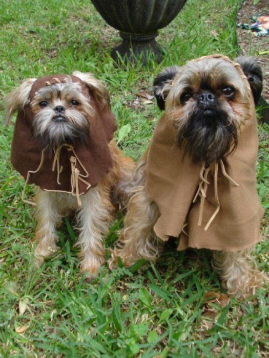 ewok-dogs-L