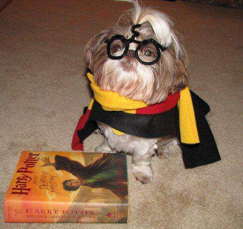 harry-potter-dog-L