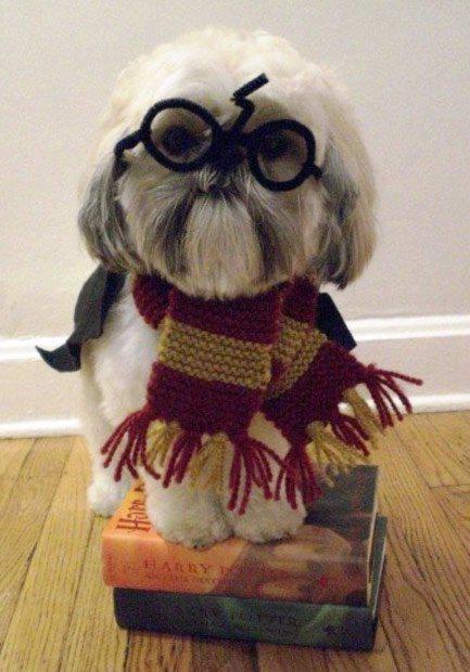 harry-potter-dog2-L