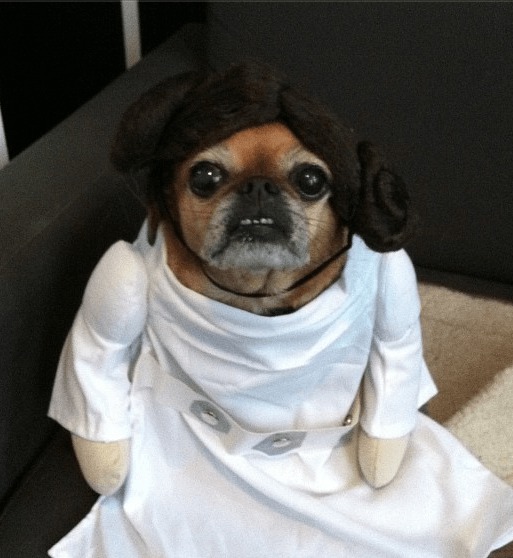 leia-dog-L