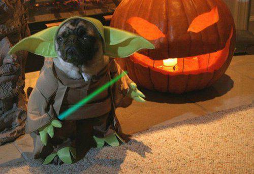 pug-yoda-L