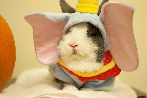 rabbit-dumbo-L