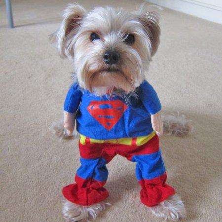 superman-dog-cosplay-L