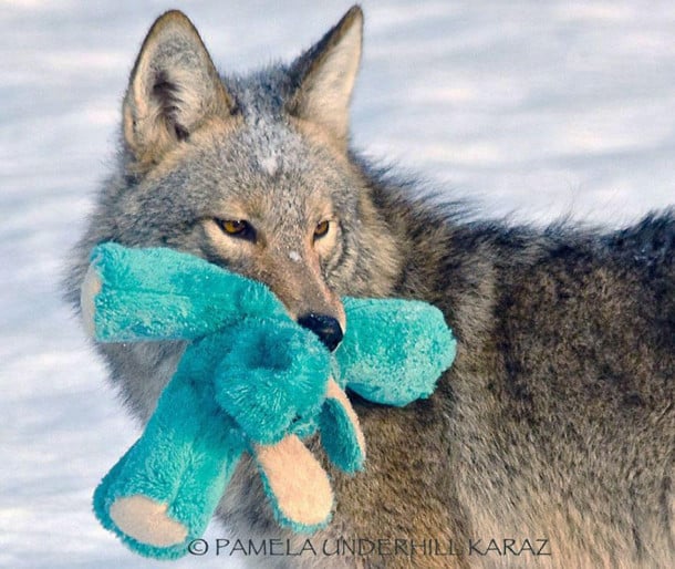 toy-thief-1__880