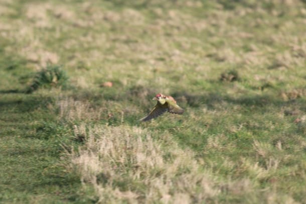 weasel-riding-woodpecker-wildlife-photography-martin-le-may-3